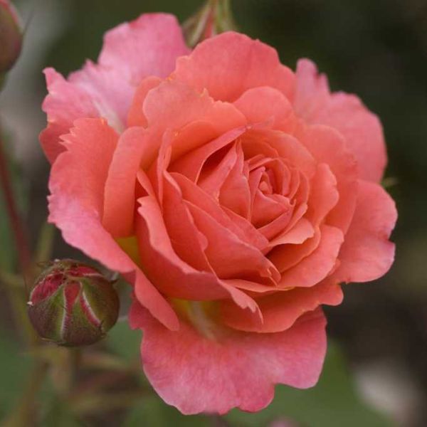 Easy Elegance&reg; Kiss Me Rose