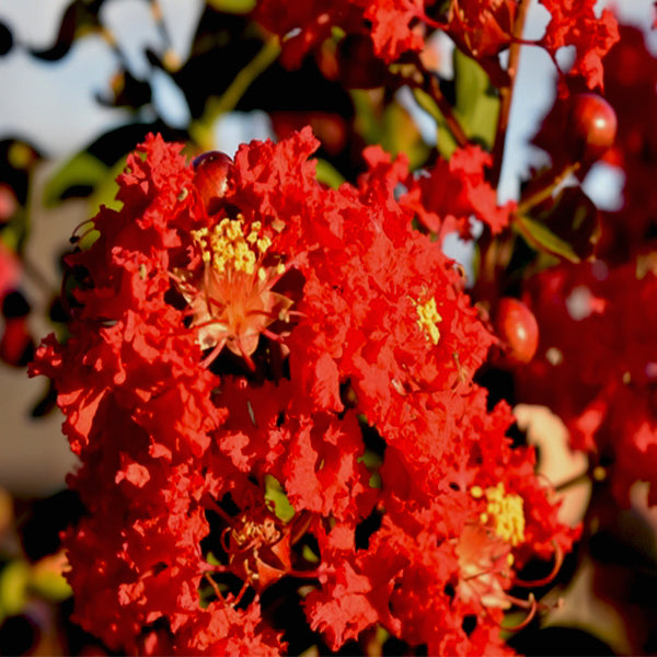 Dynamite Crape Myrtle Shrub