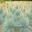 Cool as Ice Blue Fescue Grass