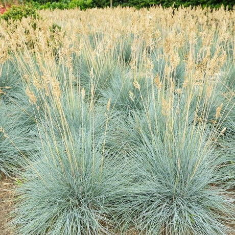 Cool as Ice Blue Fescue Grass