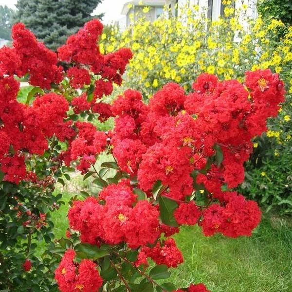 Red Crape Myrtle Shrub