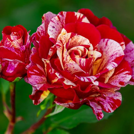 Scentimental&trade; Floribunda Rose