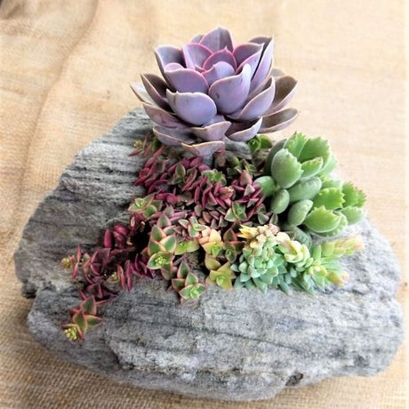 Featherock Succulent Garden