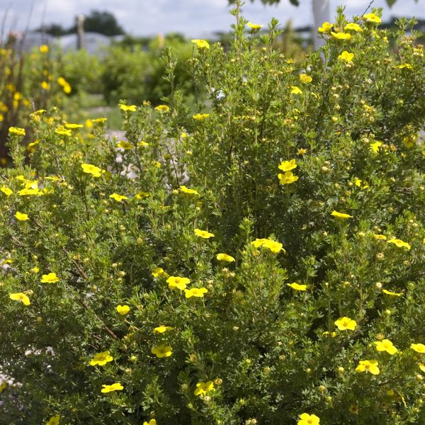 Gold Drop Potentilla