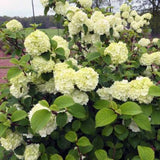 Opening Day&trade; Doublefile Viburnum