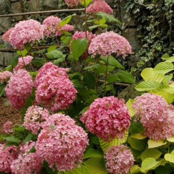 Bella Anna Hydrangea