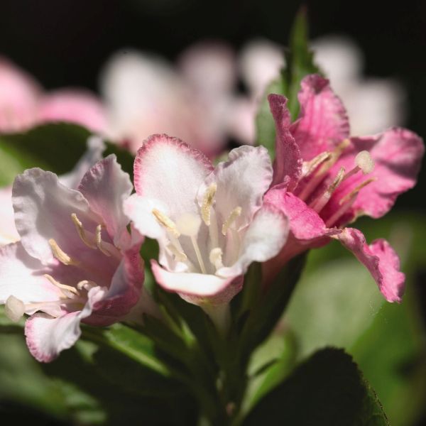 Carnaval&trade; Weigela