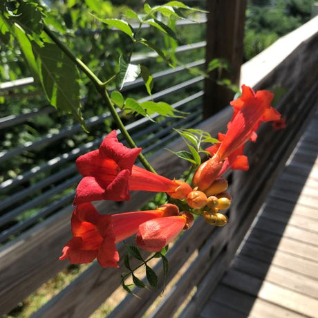 Summer Jazz Fire Trumpet Tree