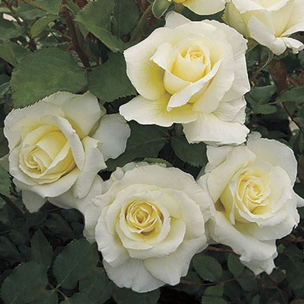 White Licorice&trade; Rose