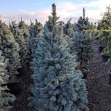 Baker's Colorado Blue Spruce