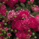 Easy Elegance&reg; Little Mischief Rose