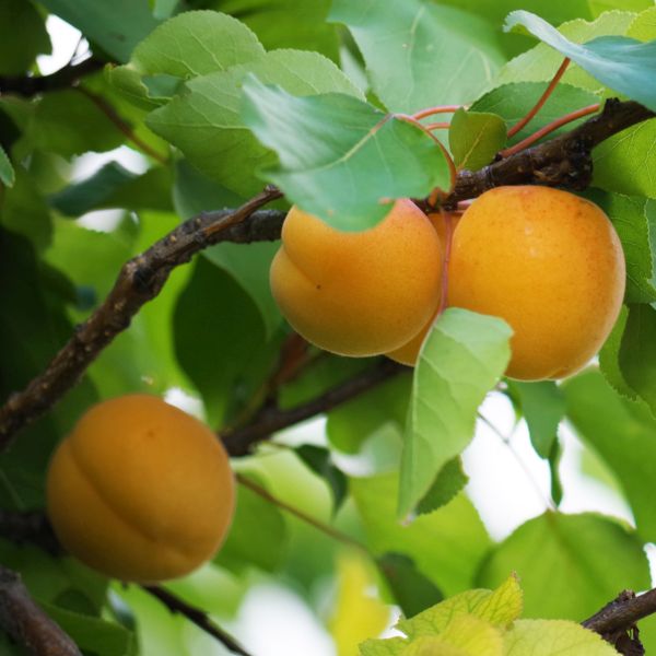 Royal Apricot Tree