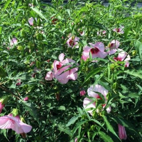 Lady Baltimore Hardy Hibiscus