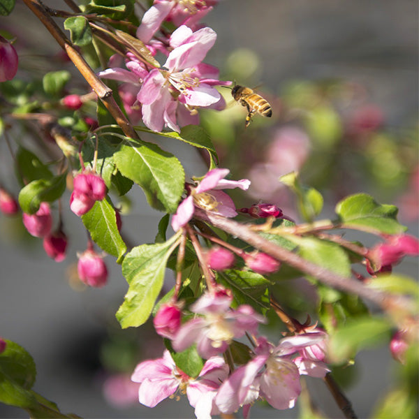 Louisa crabapple pink flowers and deep pink buds with a honeybee