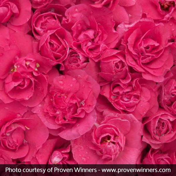 Proven Winners&reg; Color Choice&reg; Double Take&trade; Pink Quince