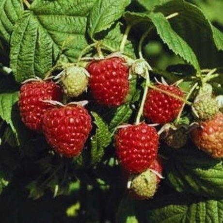 Autumn Bliss Raspberry Bush