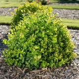 Pink Sparkler Spirea