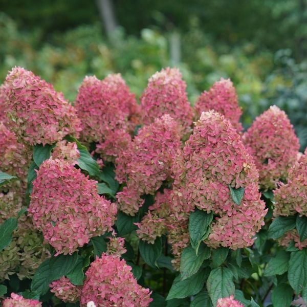 Quick Fire Fab&reg; Panicle Hydrangea