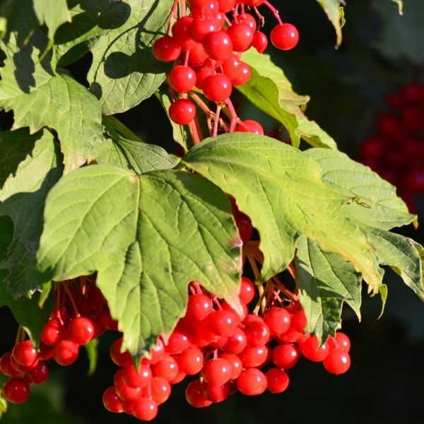 Audubon® American Highbush Cranberrybush Viburnum