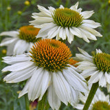 PowWow&reg; White Coneflower