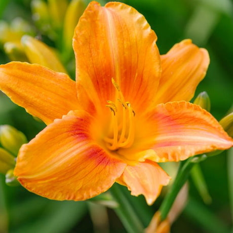 Rocket City Daylily