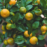 Calamondin Orange Tree