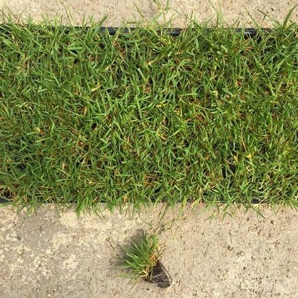 Zenith&reg; Zoysia Grass Plugs