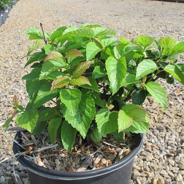 Raspberry Tart Viburnum