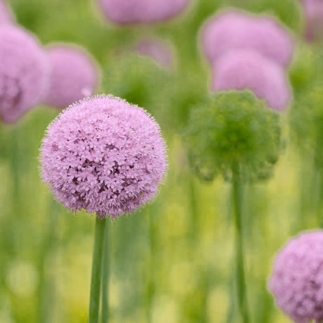 Summer Beauty Allium