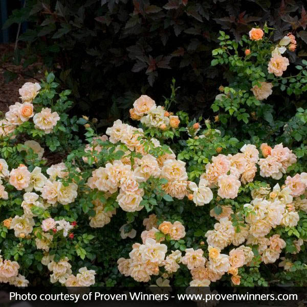 Oso Easy&reg; Peachy Cream Rose