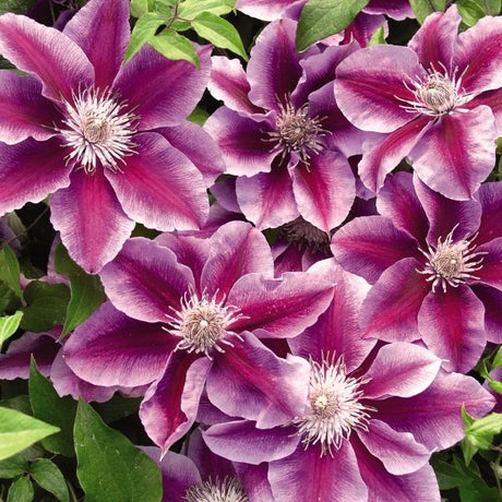 Kilian Donahue Clematis