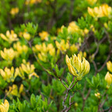 Golden Lights Azalea