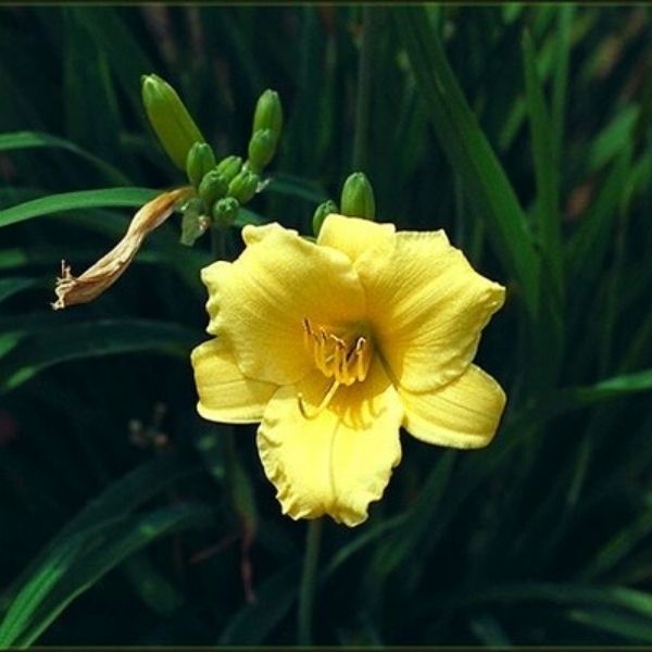 Mini Stella Daylily