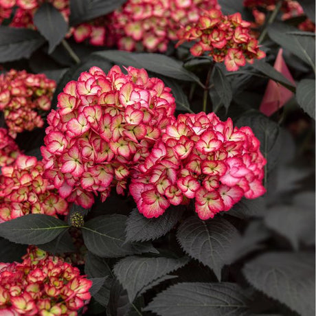 First Editions&reg; Eclipse&reg; Bigleaf Hydrangea