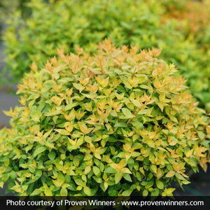 Proven Winners? Funshine? Abelia