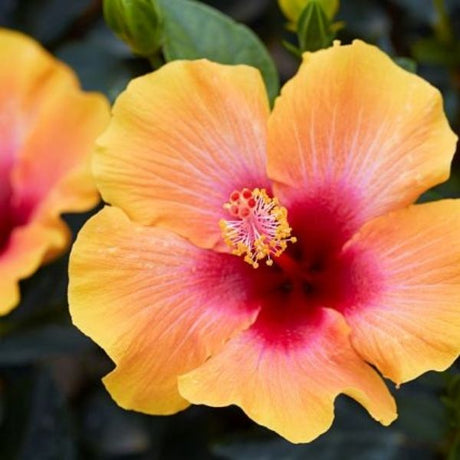 Hollywood&trade; Hibiscus Social Butterfly&trade;