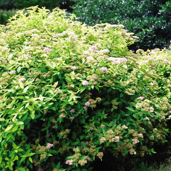 Goldmound Spirea