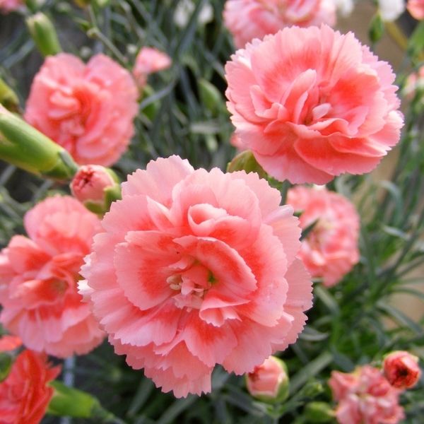 Scent First&reg; Romance Dianthus