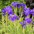 Ruffled Velvet Siberian Iris