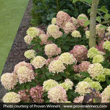 Little Lime&reg; Panicle Hydrangea