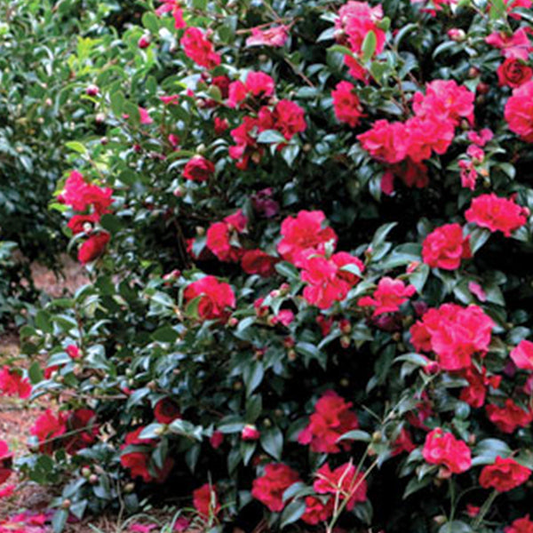 October Magic&reg; Ruby Camellia