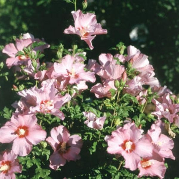 Proven Winners&reg; ColorChoice&reg; Violet Satin&reg; Rose of Sharon