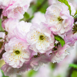 Double Flowering Plum Tree