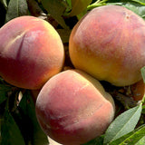 El Dorado Miniature Peach Tree