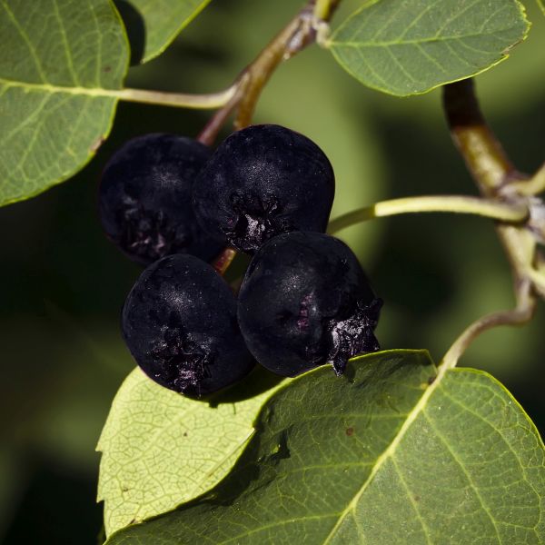 Regent Saskatoon Serviceberry