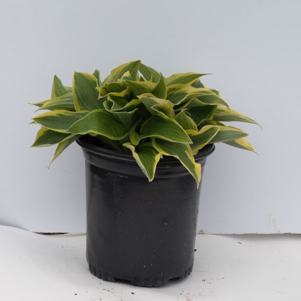 Wide Brim Hosta