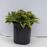 Wide Brim Hosta