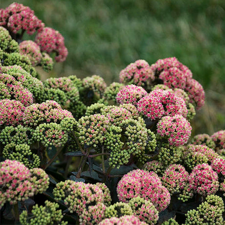 Rock N Grow&reg; Coraljade Sedum