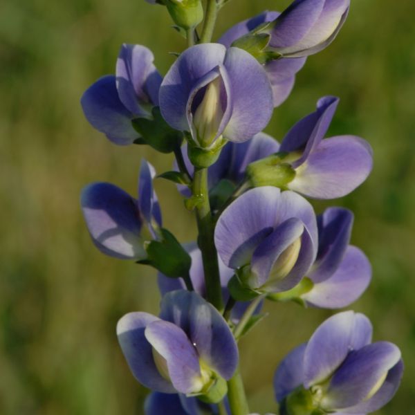 Starlite Prairieblues&trade; False Indigo