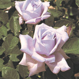 Blue Girl Hybrid Tea Rose